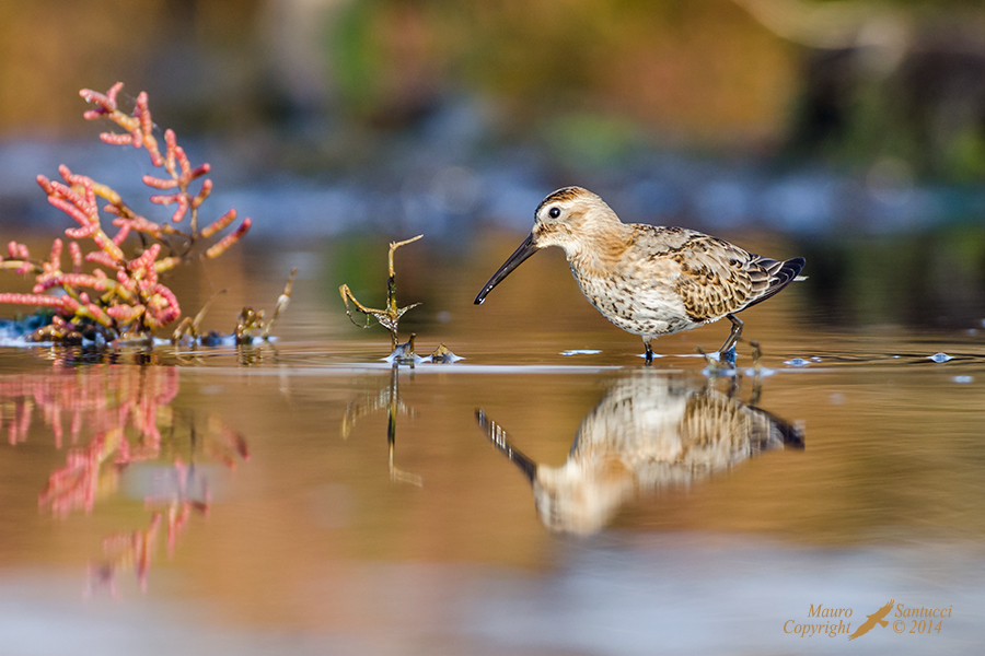 Piovanello pancianera  ?